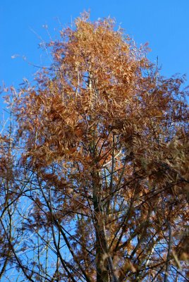 Metasequoia glyptostroboides - metasekvoje čínská - podzimní habitus (95)